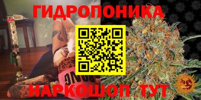 гашик Гатчина
